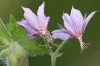 geranium-aristatum